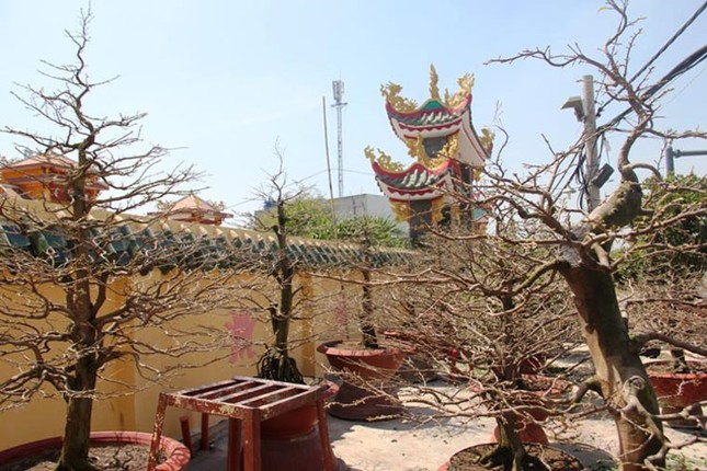 Mua trai mua cuc lon, lang mai tram tuoi o Sai Gon khon don-Hinh-9